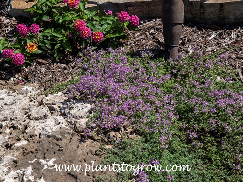 Wooly Thyme (Thymus pseudolanuginosus)